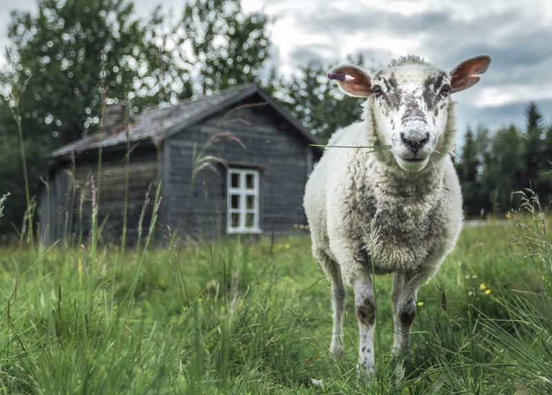 Kuvassa on lammas niityllä. Lampaan takana on vaja.