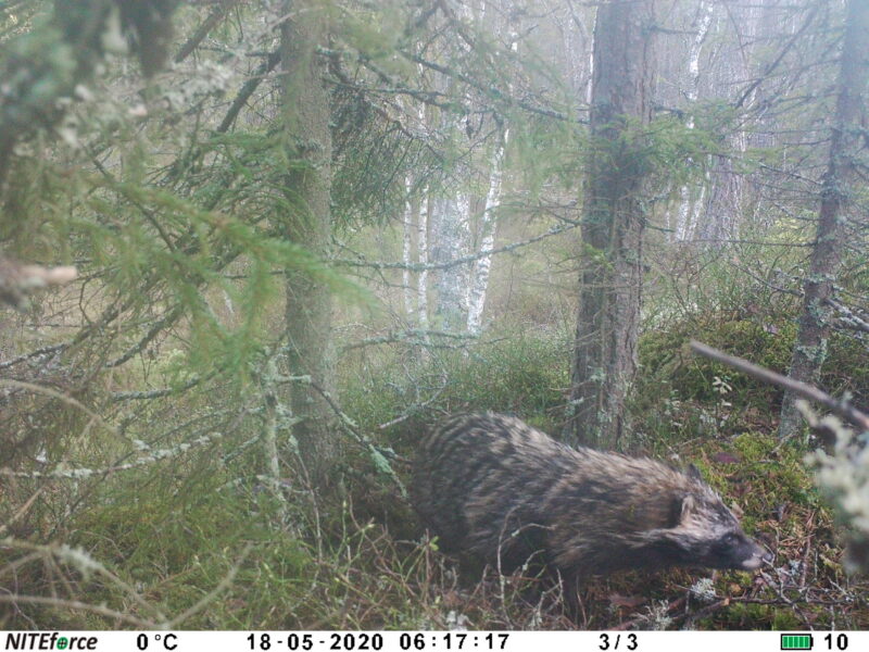 Supikoira kävelemässä mustikanvarvukossa pienen kuusen alla. 